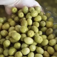 زیتون کنسروی  سوپر ویژه پاییز 1401