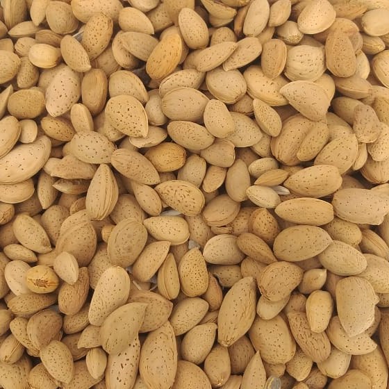 بادام سقز
