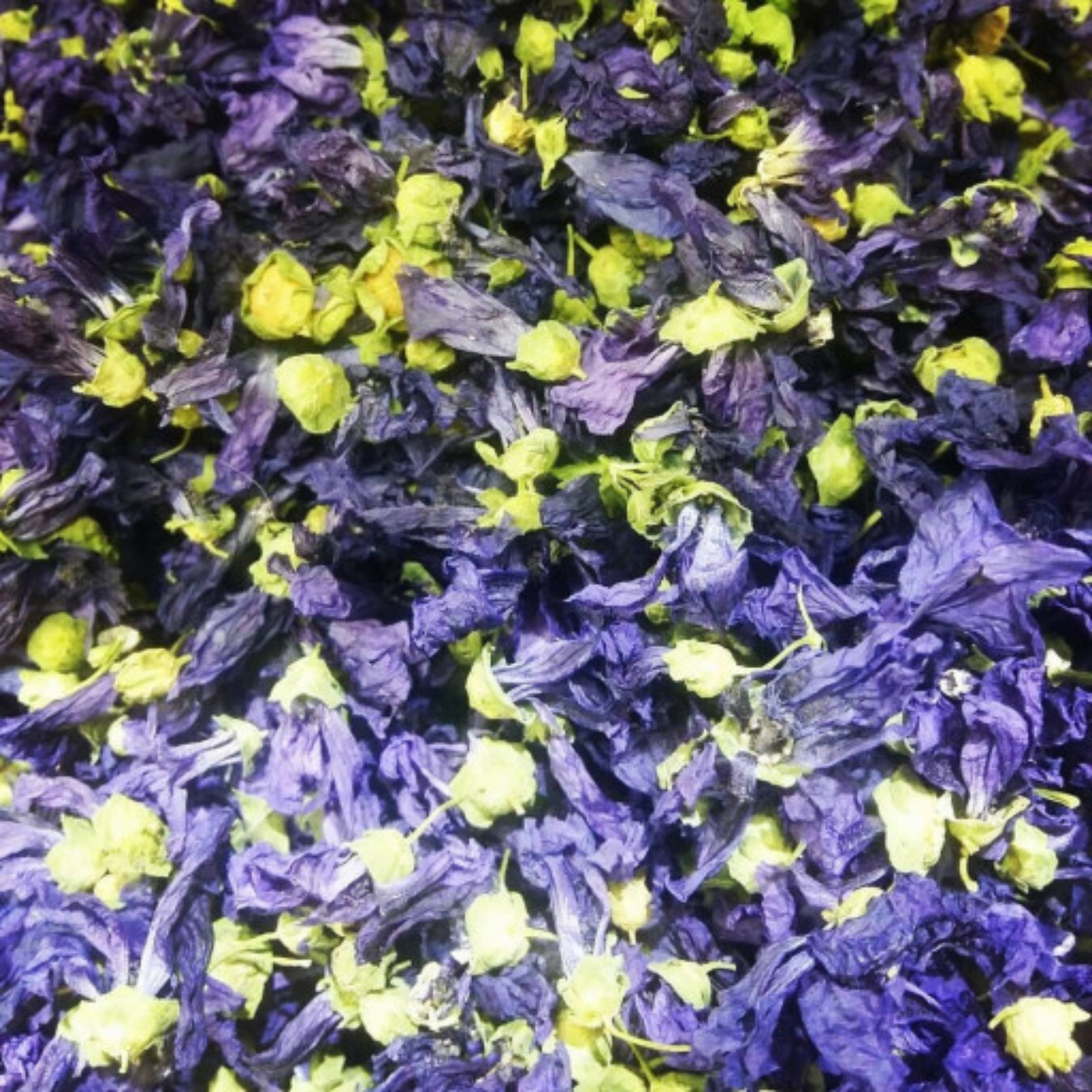 گل بنفشه (بسته 10 گرمی)