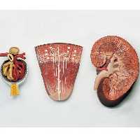 مدل (مولاژ) کلیه سه تکه پلاستیکی (کلیه -نفرون-جسمک کلیوی)

