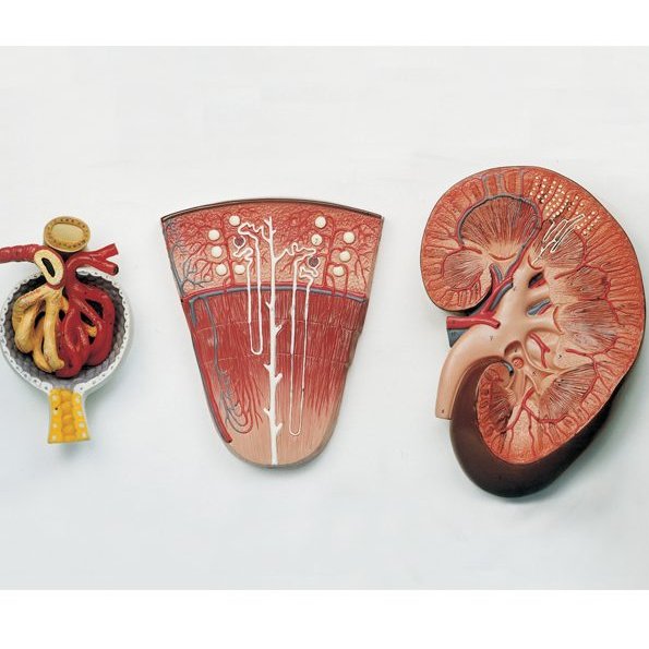 مدل (مولاژ) کلیه سه تکه پلاستیکی (کلیه -نفرون-جسمک کلیوی)

