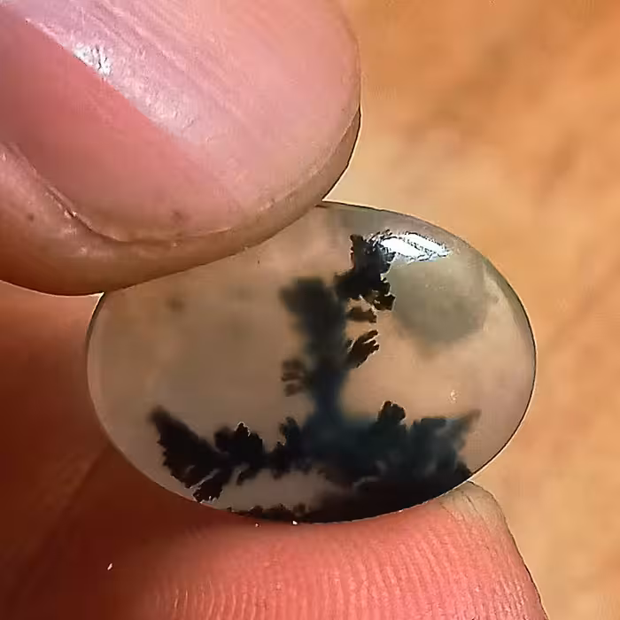 شجر درخت و پرنده فوق العاده زیبا و ناب