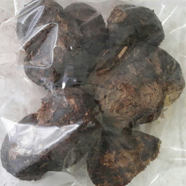 عنبر نسارا سرگین الاغ ماده