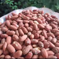 بادام زمینی درجه یک آستانه اشرفیه(یک کیلویی) 