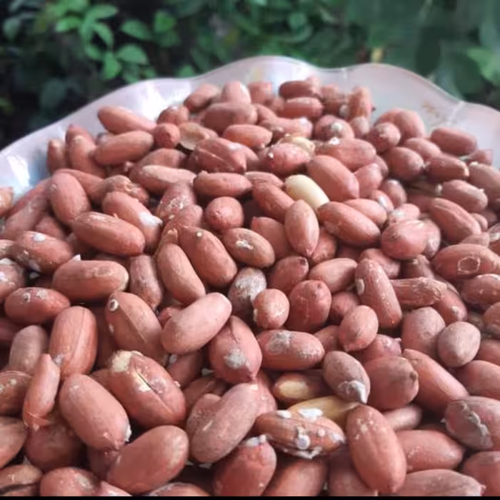 بادام زمینی درجه یک آستانه اشرفیه(یک کیلویی) 