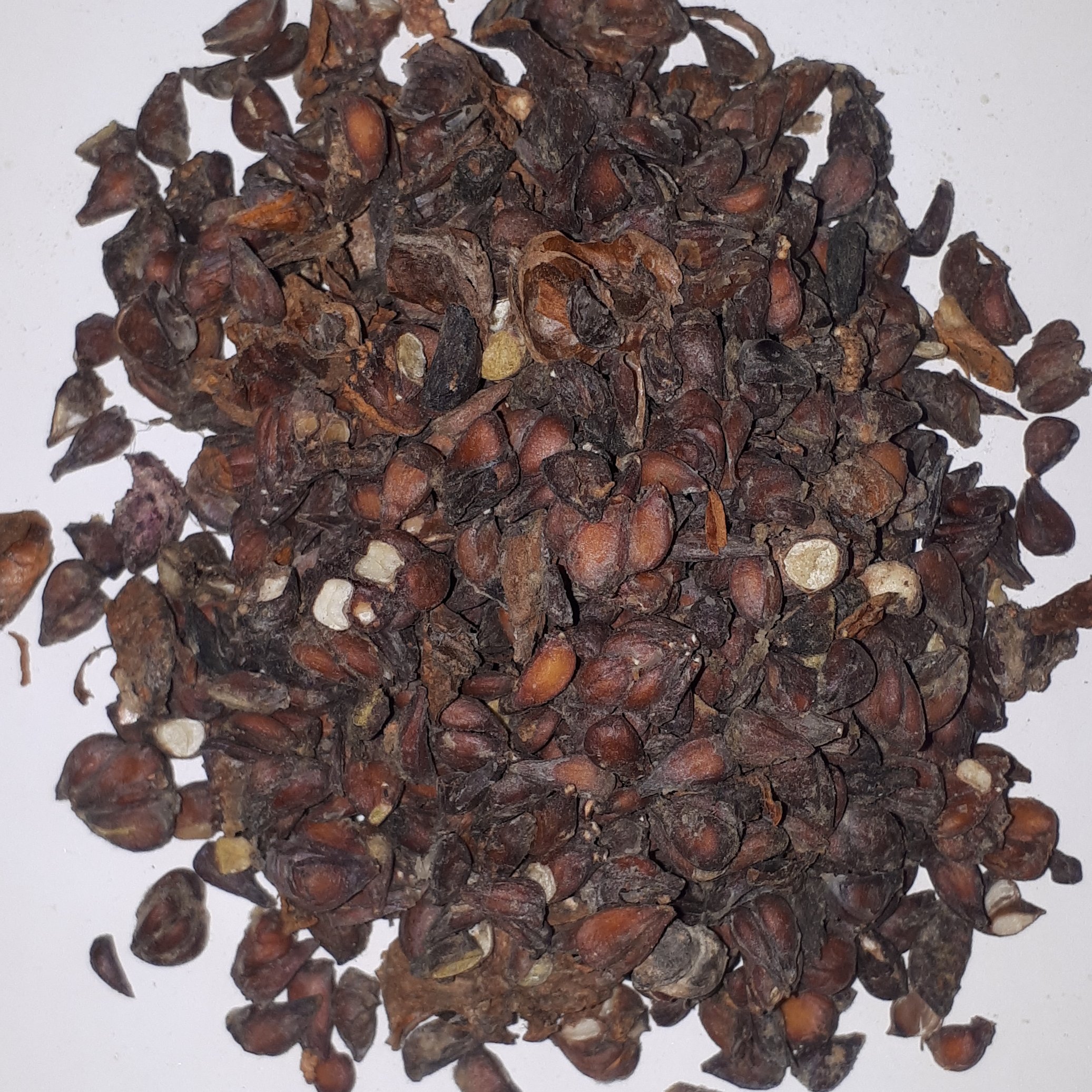 بهدانه یا دانه به 100 گرمی درجه1