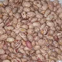 لوبیا چیتی اعلا دستچین فوق العاده خوش پخت و خوش طعم ده کیلویی محصول 1401