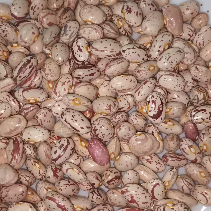 لوبیا چیتی اعلا دستچین فوق العاده خوش پخت و خوش طعم ده کیلویی محصول 1401