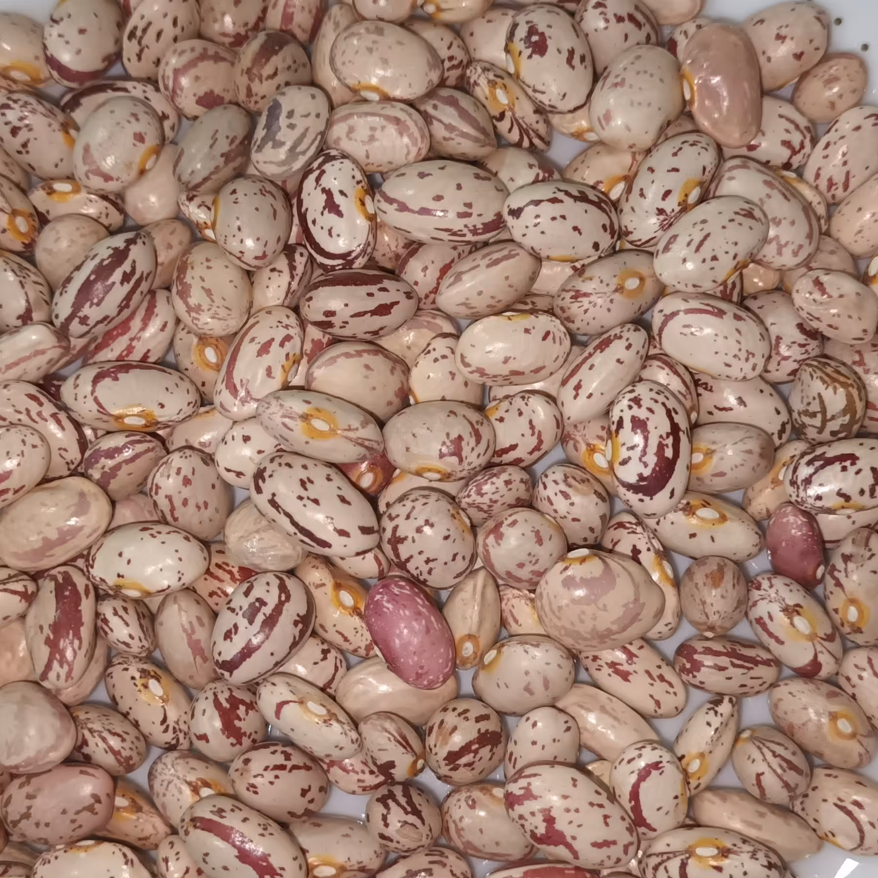 لوبیا چیتی اعلا دستچین فوق العاده خوش پخت و خوش طعم ده کیلویی محصول 1401