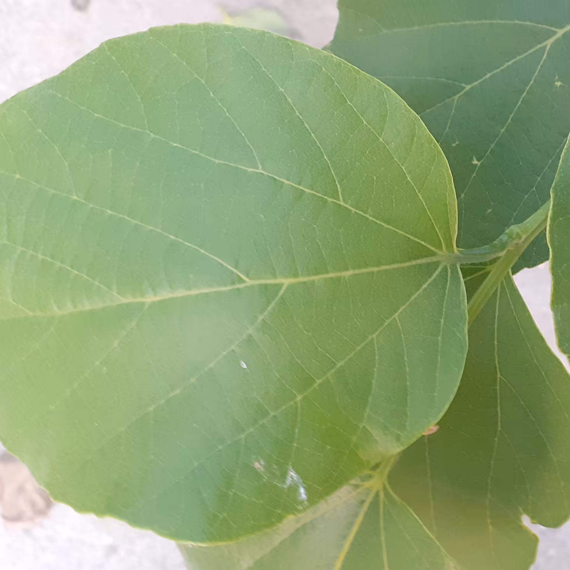 برگ سپستان بجگان