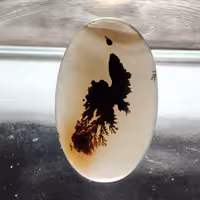 شجر قائن منظره و مصور کلکسیونی طبیعی و معدنی کد 913