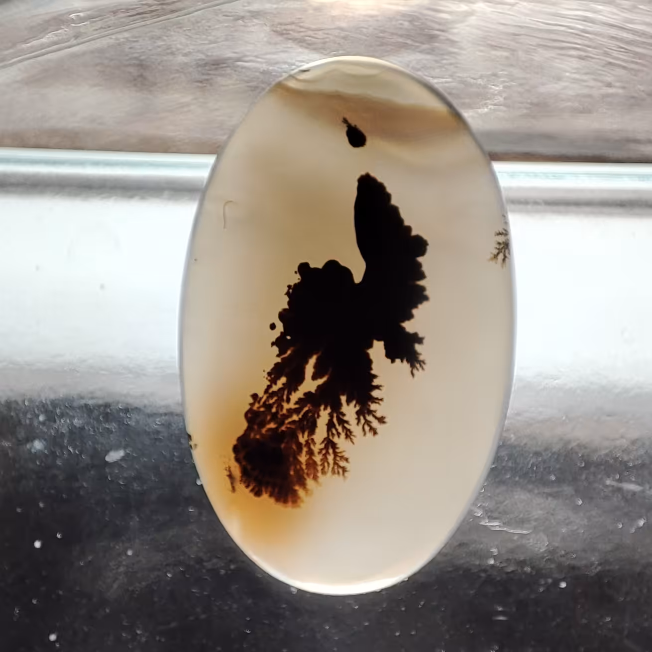 شجر قائن منظره و مصور کلکسیونی طبیعی و معدنی کد 913