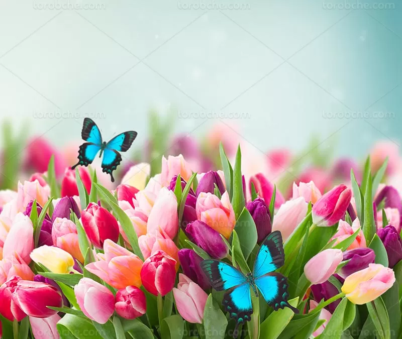 عکس گل لاله و پروانه | گرافیک با طعم تربچه