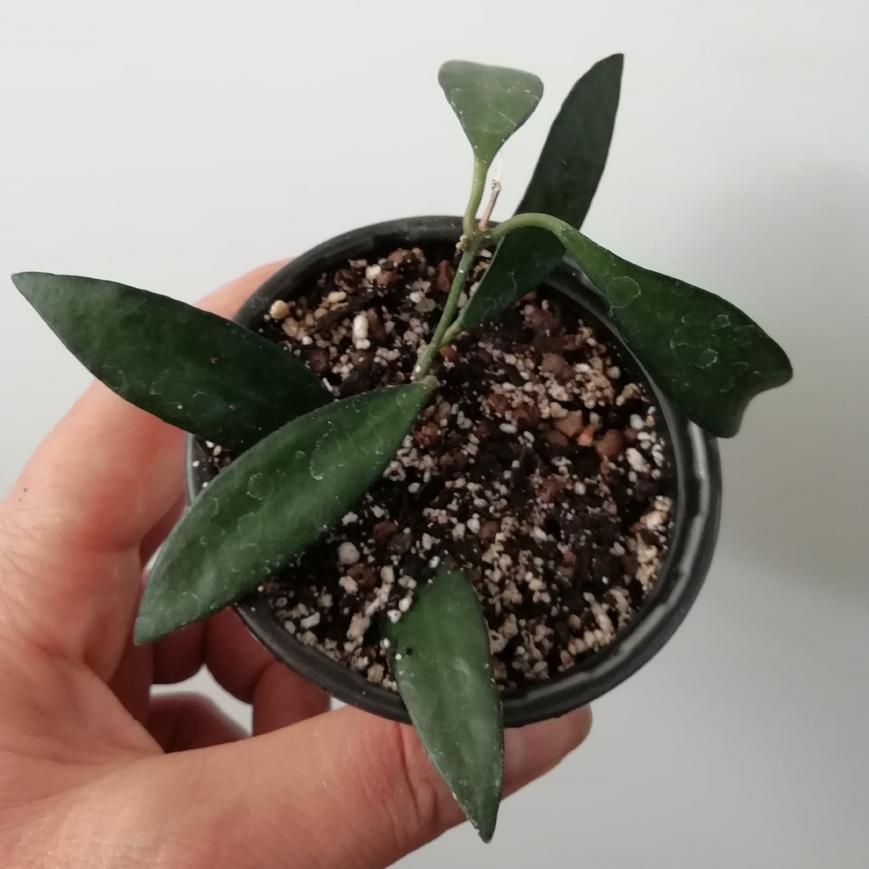 هویا رزیتا،گلدان 8