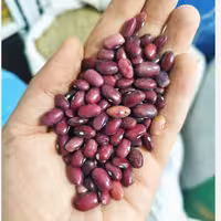 لوبیا قرمز محلی ارگانیک ایرانی تازه (یک کیلو) زودپز لوبیاقرمز