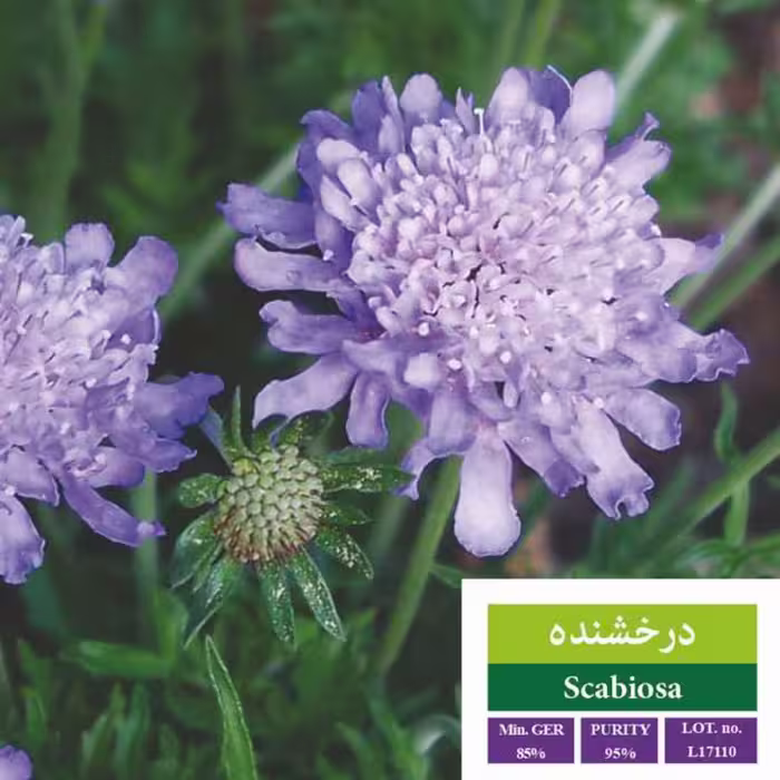بذر گل درخشنده بذر طلایی رویان 
