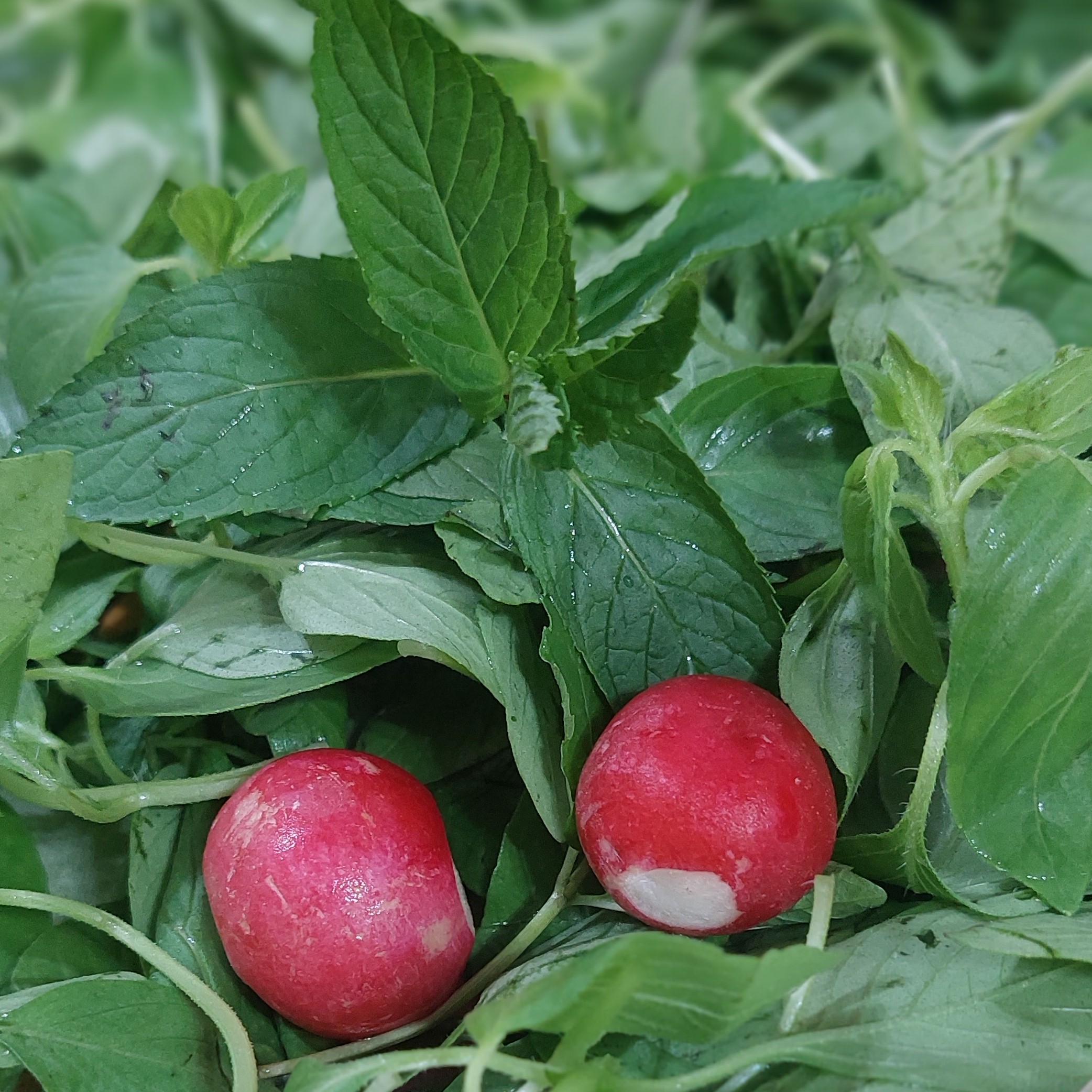 سبزی خوردن پاک شده
