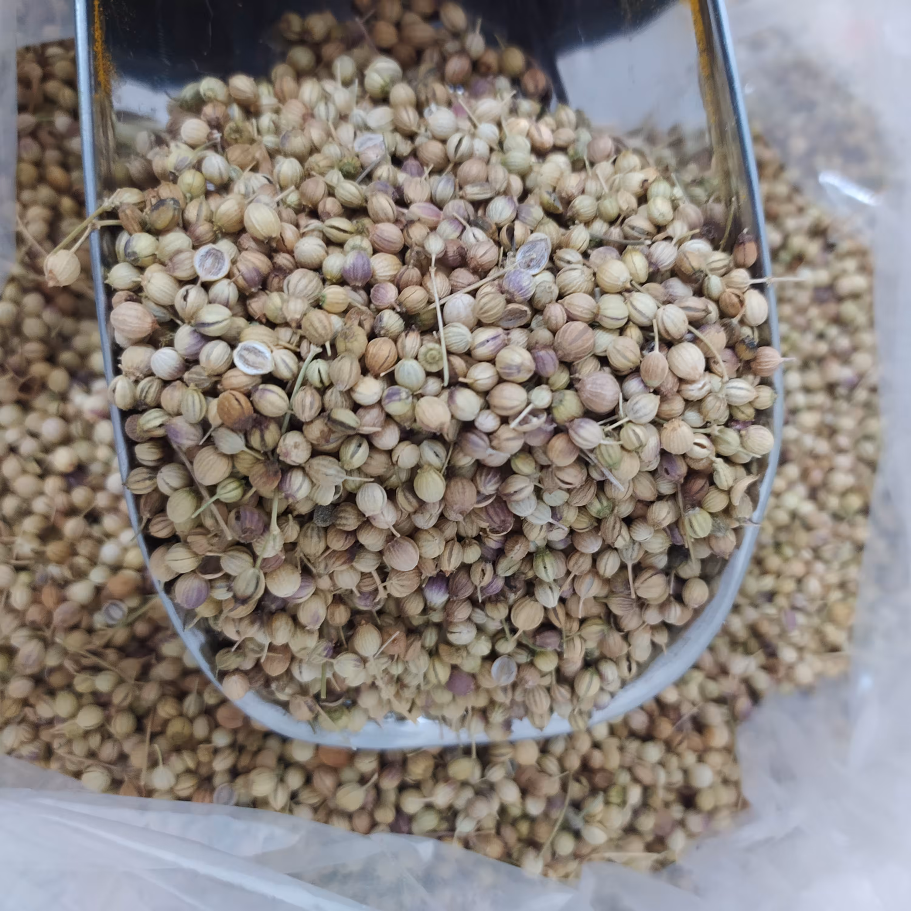 تخم گشنیز توپی بسته 100گرمی