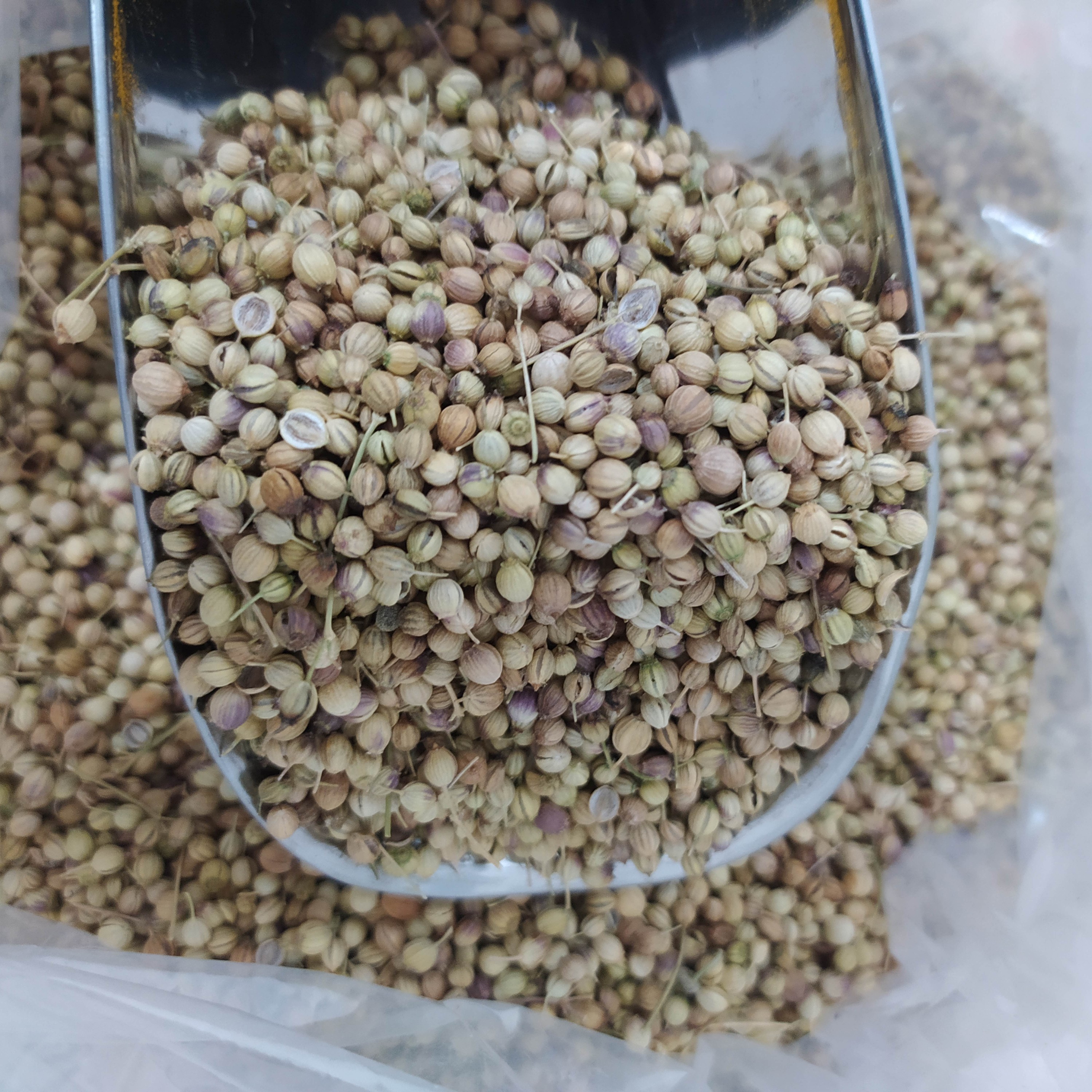 تخم گشنیز توپی بسته 100گرمی