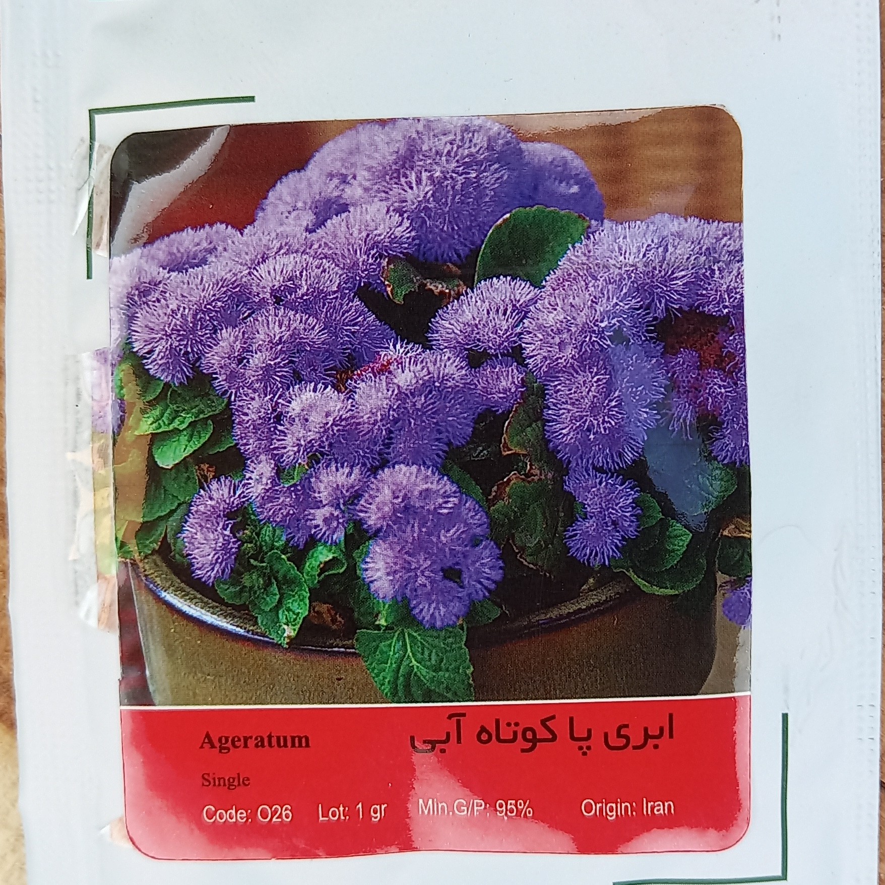 بذر ابری پاکوتاه الوان