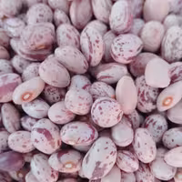 لوبیا چیتی 900گرم