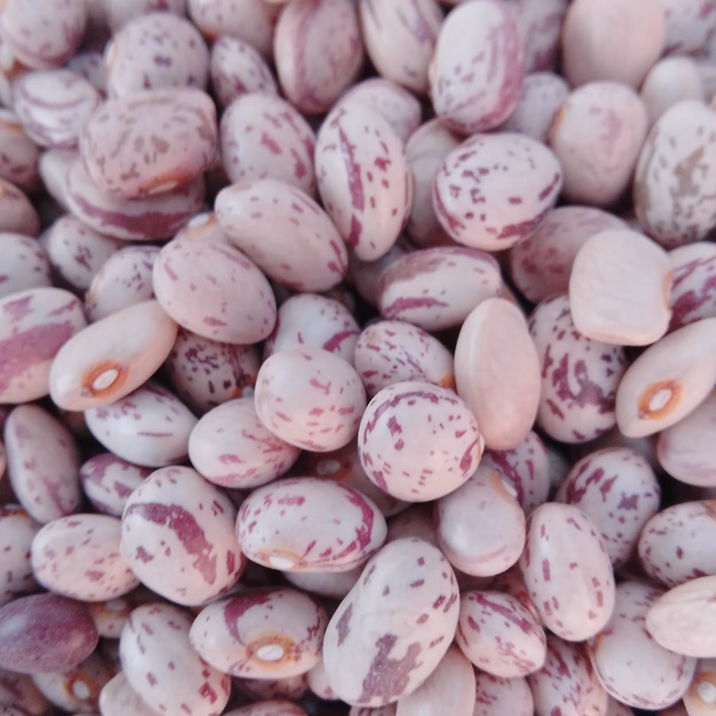 لوبیا چیتی 900گرم