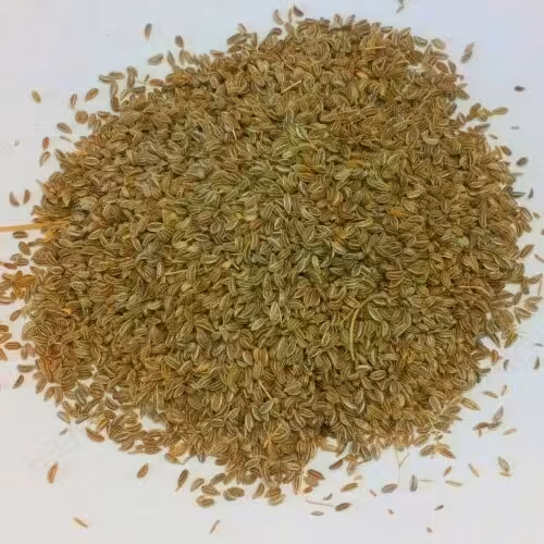 بذر شوکران  50گرمی