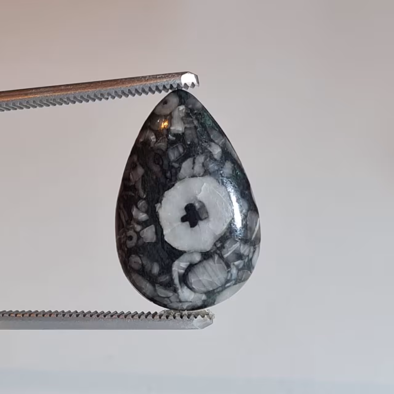 کرونایت فسیل