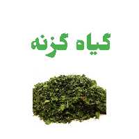 گیاه گزنه 5ستاره فدک