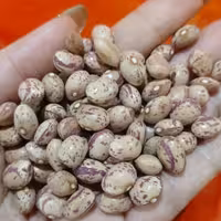  لوبیا چیتی و لوبیا قرمز 