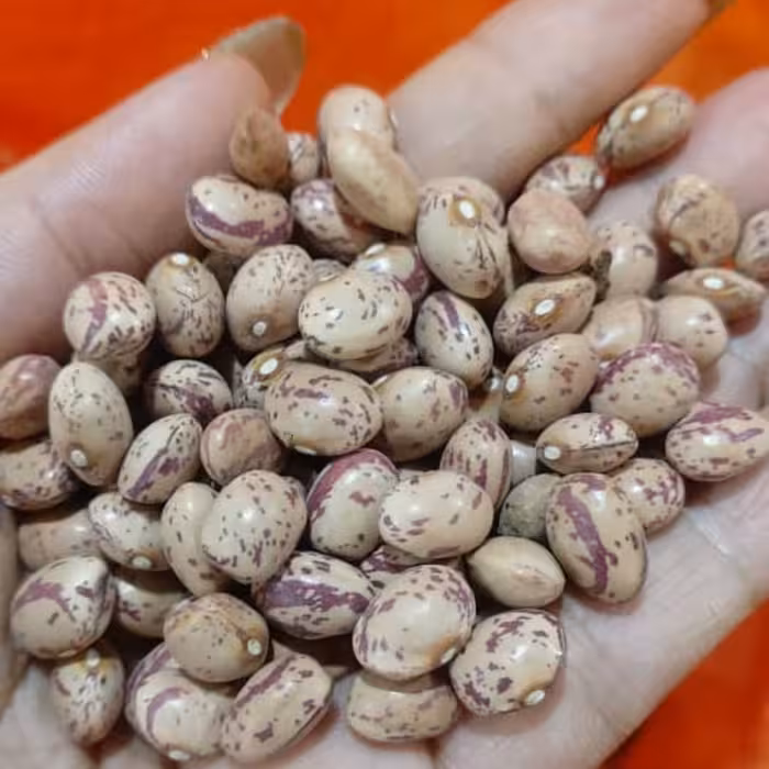  لوبیا چیتی و لوبیا قرمز 