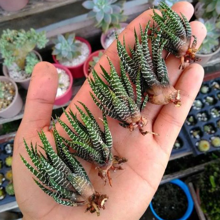 قلمه ساکولنت هاورتیا گورخری تازه