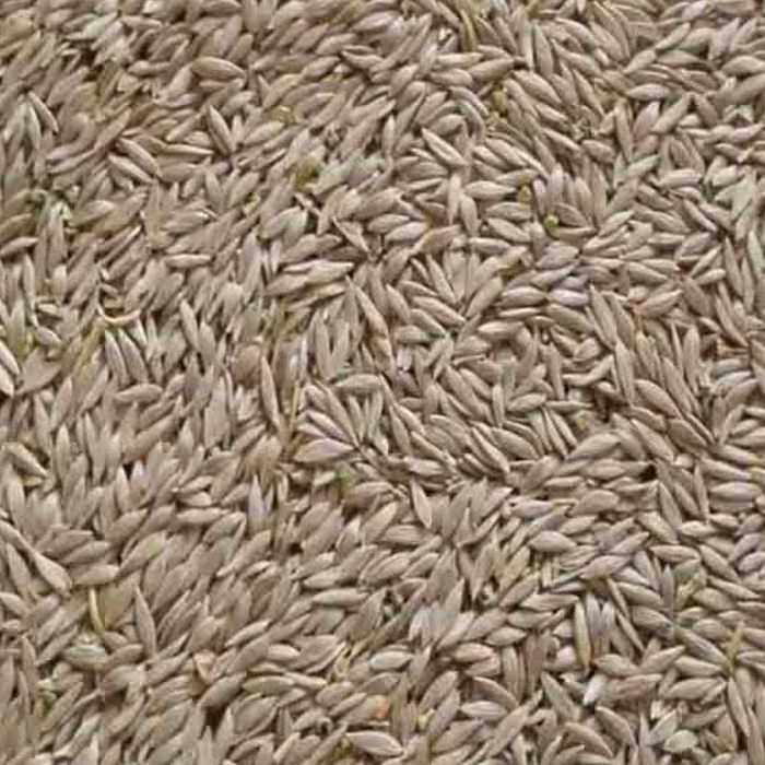 تخم کاهو(300گرمی)