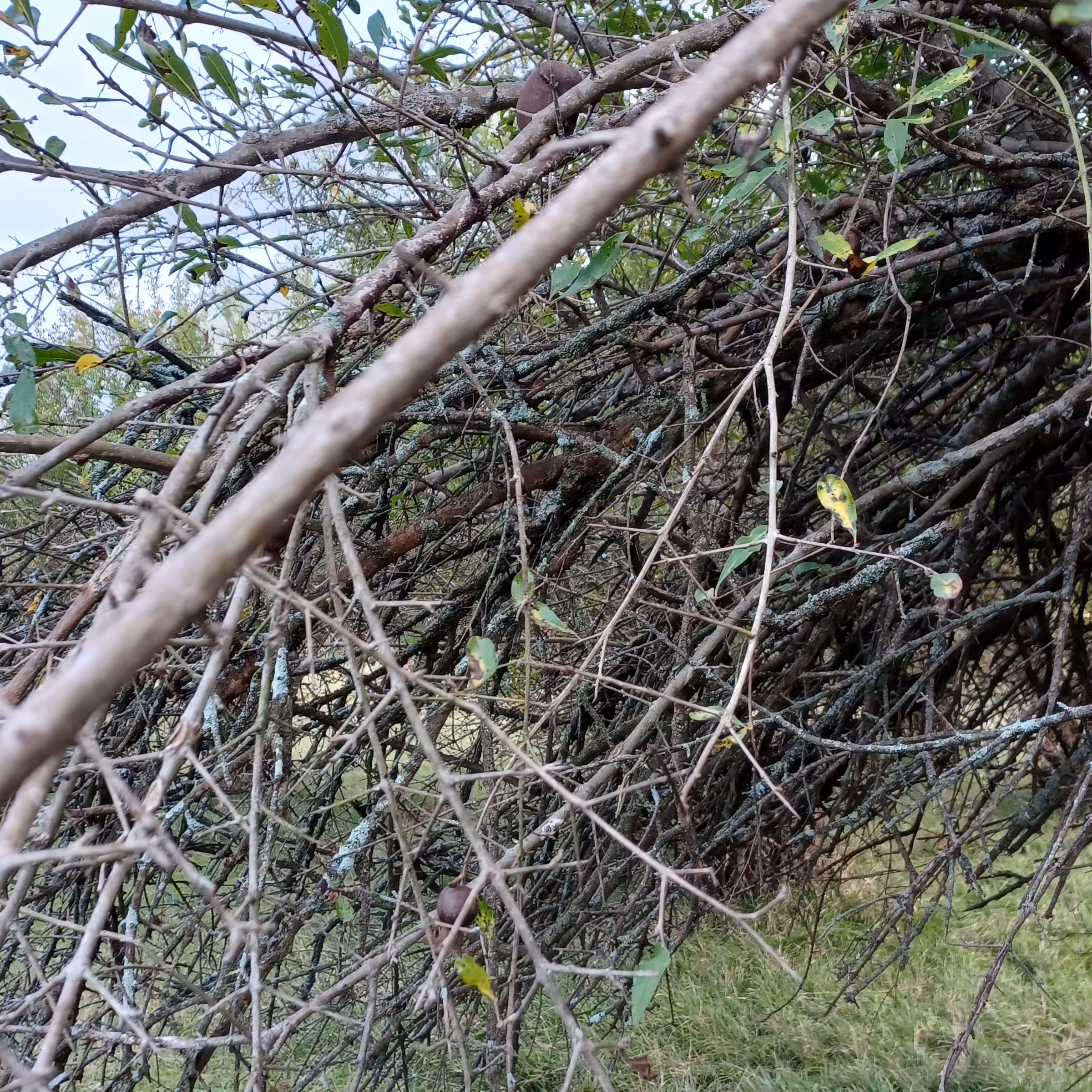 چوب انار 200گ 