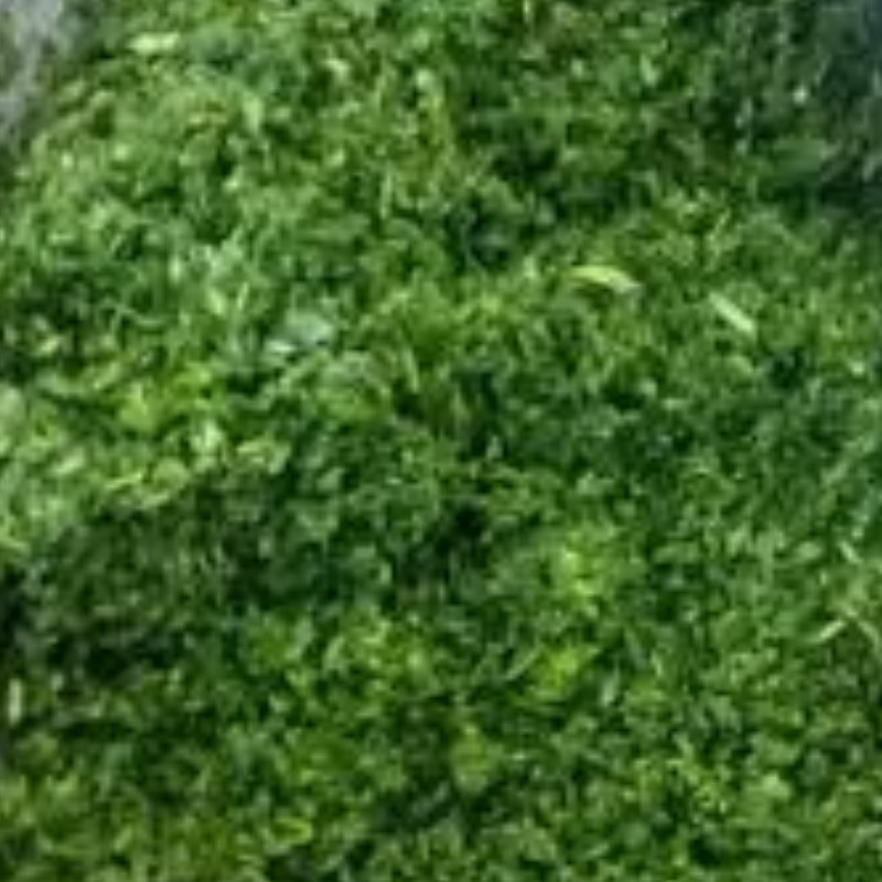 سبزی آش خرد شده