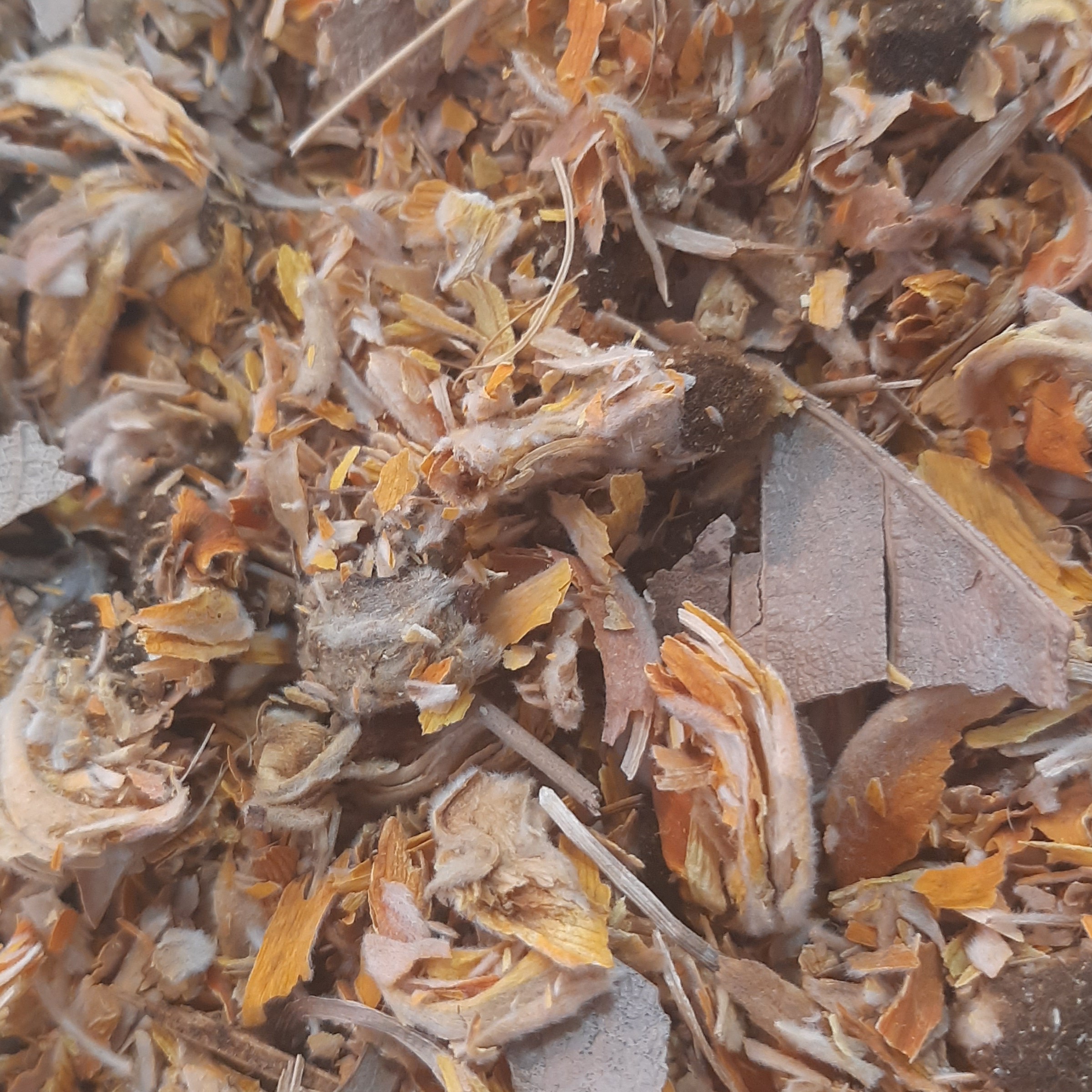 چای کوهی