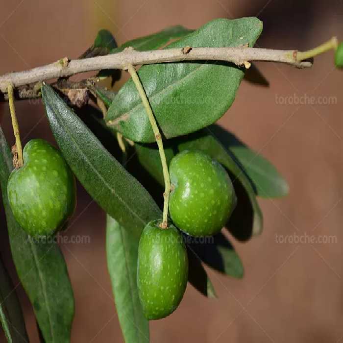 عکس با کیفیت زیتون سبز | گرافیک با طعم تربچه