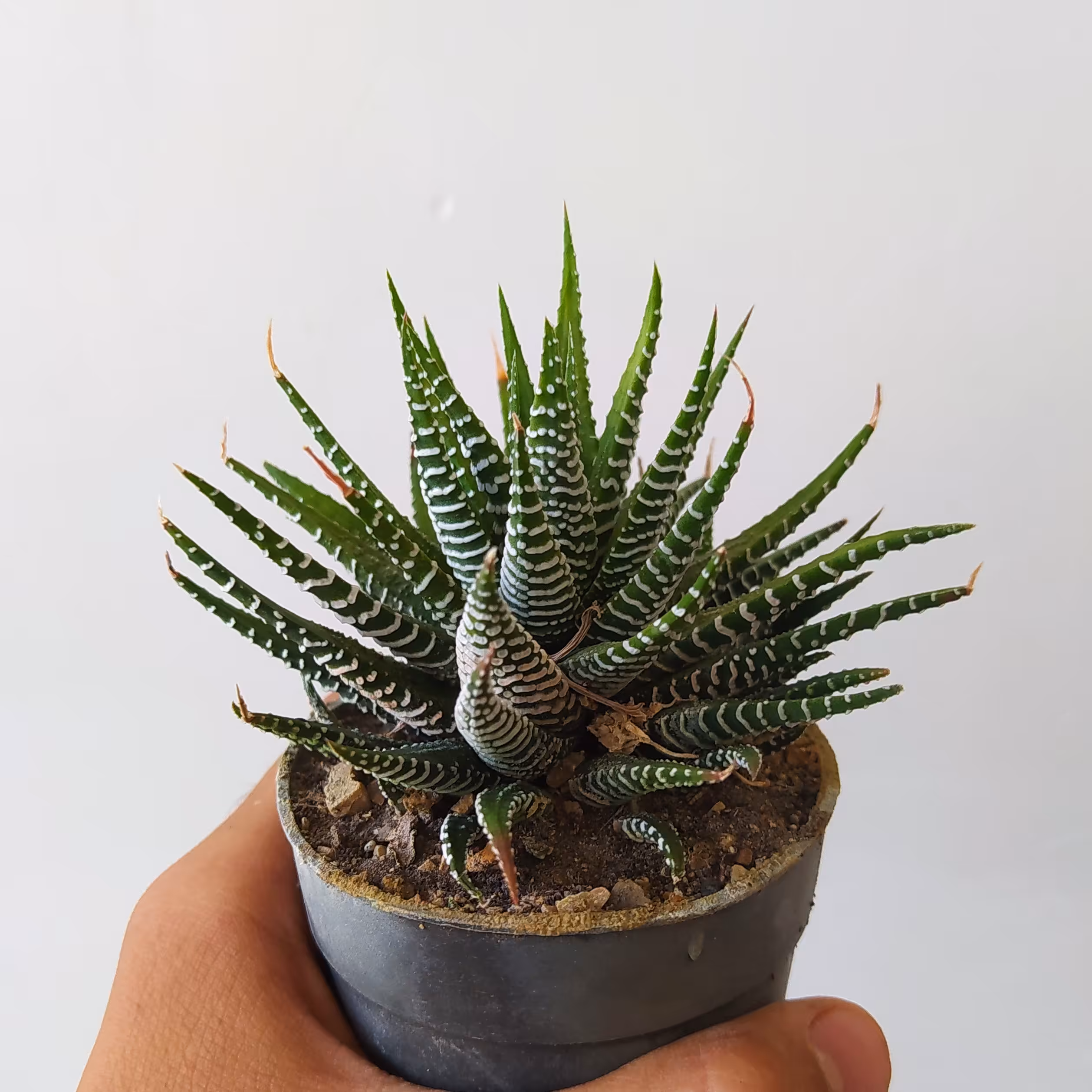 هاورتیا گوره خری سایز گلدان 8 پر باکیفیت زیبا 