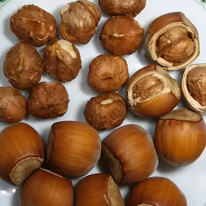 فندق با پوست خام نیم کیلویی باغات آذربایجان