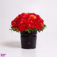 باکس گل غزال