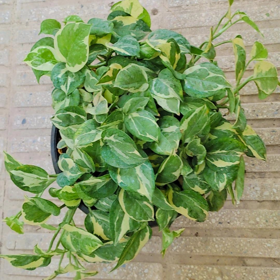 پتوس ارتشی زیبا