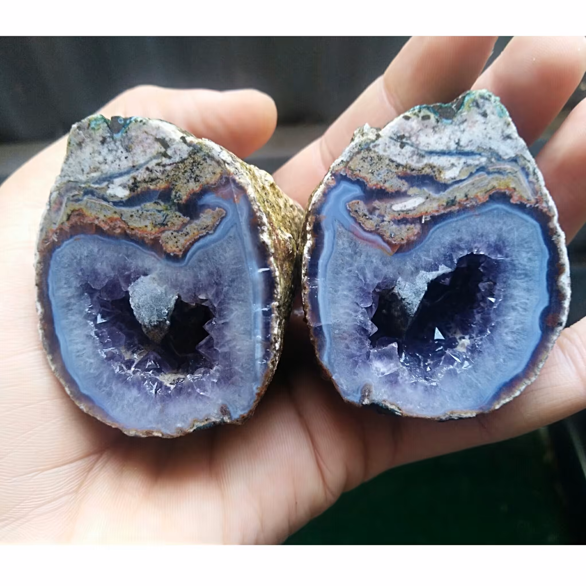 جفت توپی آمتیس پر رنگ محشر شاهکار خلقت فوق العاده دیدنی کاملا طبیعی