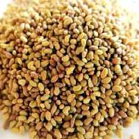 تخم یونجه 50 گرم 