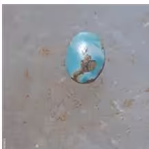 نگین فیروزه نیشابور کد 445