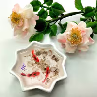 ماهی رزینی شمسه کوچک کف سفید
