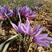 زعفران کشاورز 3مثقالی