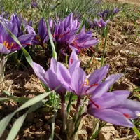 زعفران کشاورز 3مثقالی