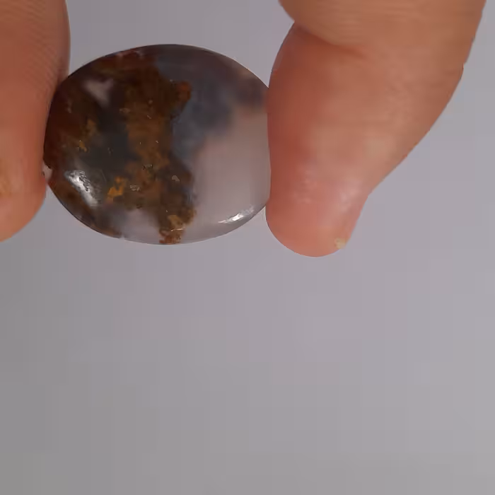 شجر دریایی با منظره بسیار زیبا وچشم نواز 