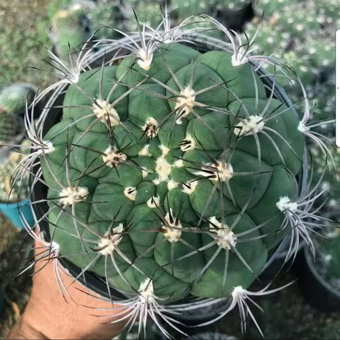 بذر کاکتوس ژمینو بروچی  250 عددی