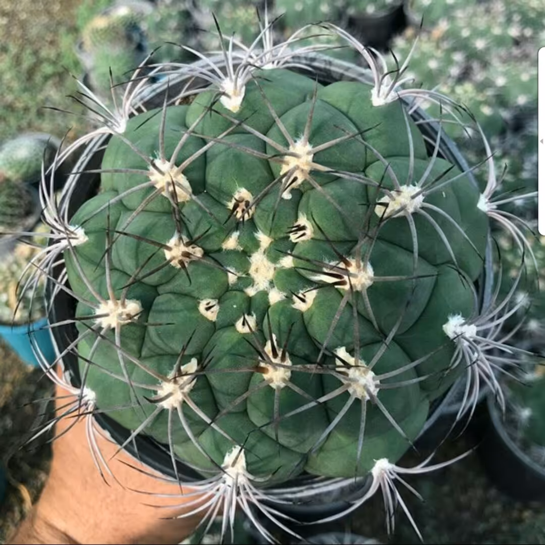 بذر کاکتوس ژمینو بروچی  250 عددی